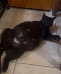 Found/Stray Female Cat last seen Harlem Ave & Lake Ave (Whole Foods), River Forest, IL 60305