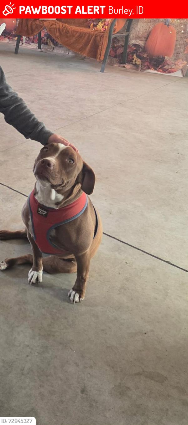 Lost Female Dog last seen Near west 300 south in burley idaho, Burley, ID 83318