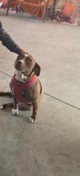 Lost Female Dog last seen Near west 300 south in burley idaho, Burley, ID 83318