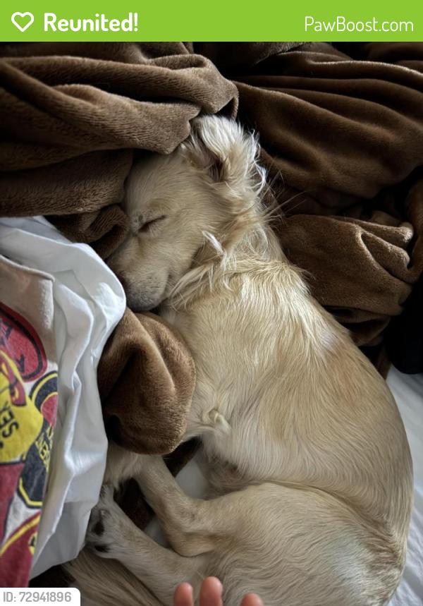 Reunited Male Dog last seen vista, Vista, CA 92083