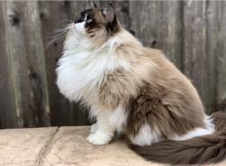Lost Female Cat last seen James and valley, Carlsbad, CA 92008