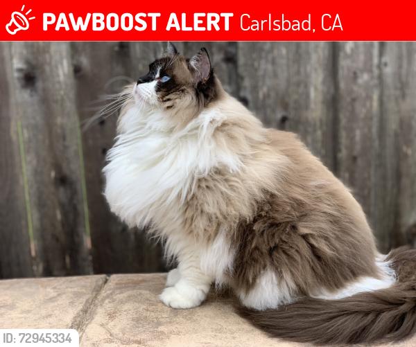 Lost Female Cat last seen James and valley, Carlsbad, CA 92008