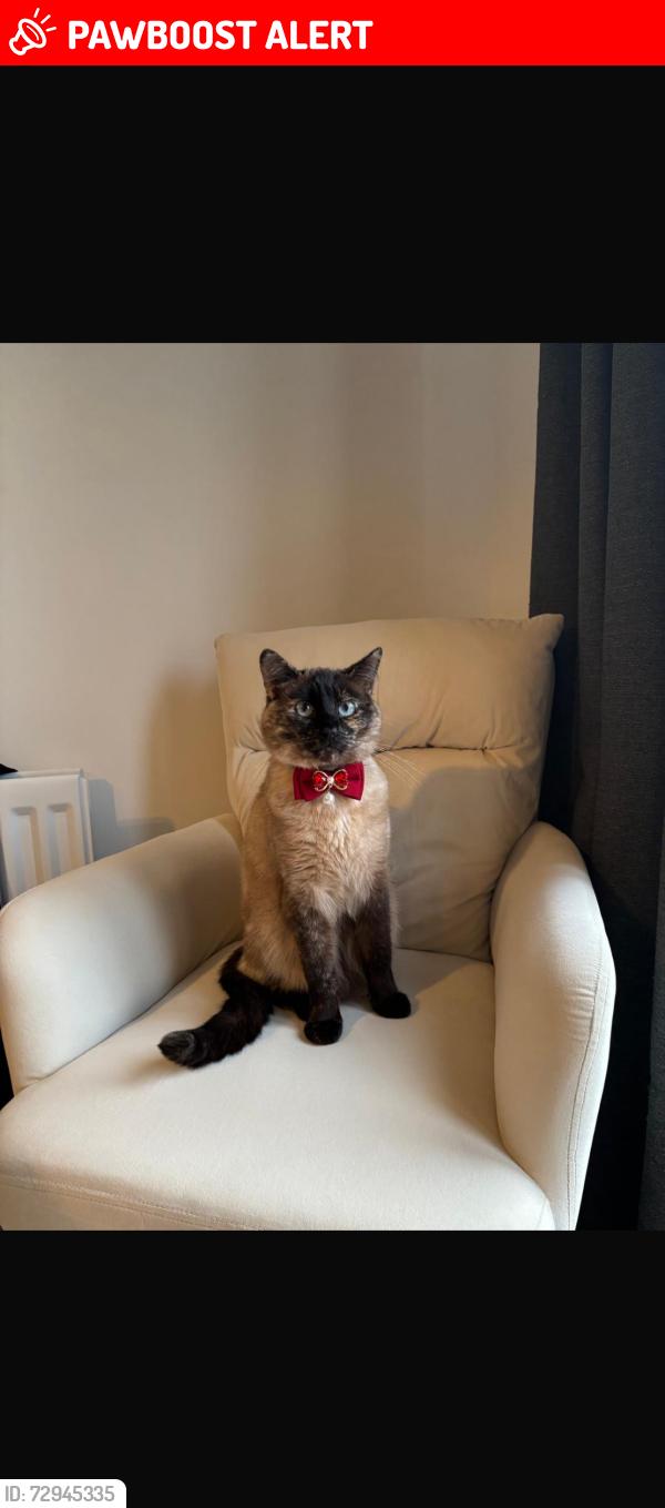 Lost Female Cat last seen allington lane , Fair Oak, England SO50 7QX