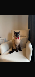 Lost Female Cat last seen allington lane , Fair Oak, England SO50 7QX