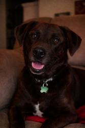 Reunited Male Dog last seen Near Gordon Evans Rd, Navarre, FL 32566, USA, Navarre, FL 32566