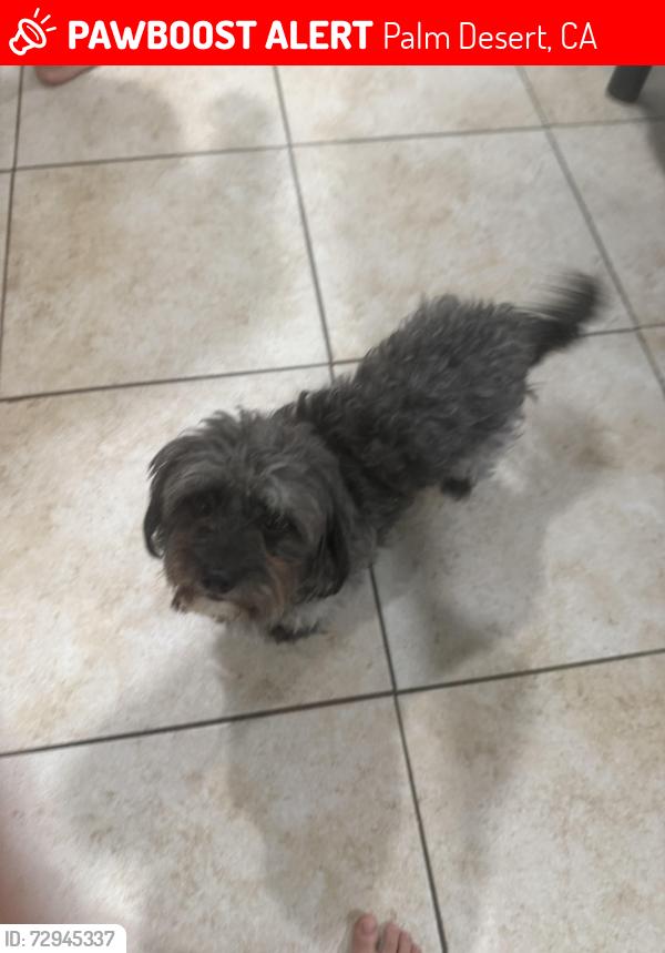 Lost Male Dog last seen Fred waring, Palm Desert, CA 92260