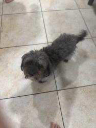 Lost Male Dog last seen Fred waring, Palm Desert, CA 92260