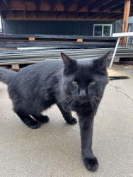 Found/Stray Unknown Cat last seen Near S 500 W, Murray, UT 84123