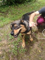 Reunited Unknown Dog last seen West Chapel Road and London Road and Marietta Street, Asheville, NC 28803