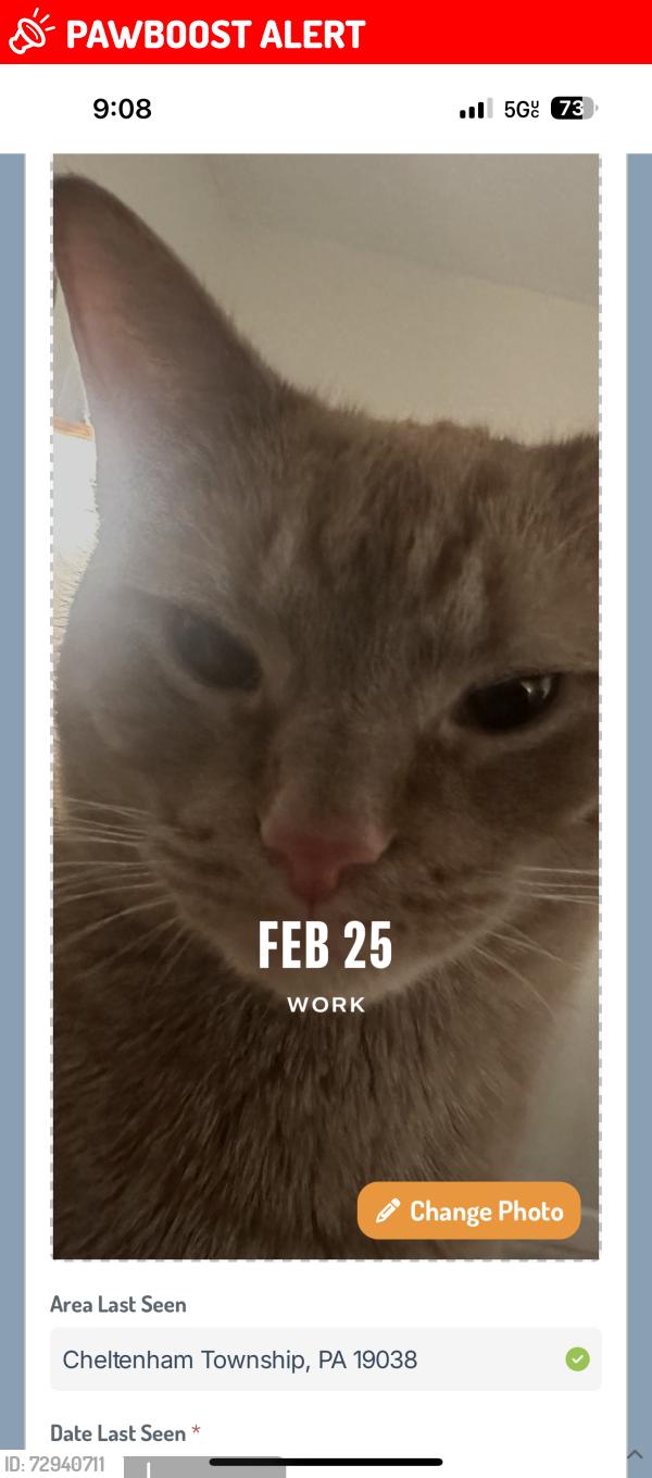 Lost Male Cat last seen Morgan Lane and Waverly Road, Cheltenham Township, PA 19038