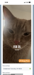 Lost Male Cat last seen Morgan Lane and Waverly Road, Cheltenham Township, PA 19038