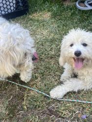 Found/Stray Male Dog last seen Fairview and Trask , Garden Grove, CA 92843