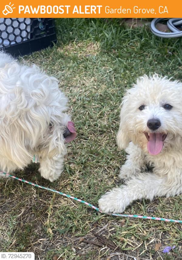 Found/Stray Male Dog last seen Fairview and Trask , Garden Grove, CA 92843