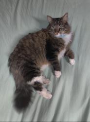 Reunited Male Cat last seen Stonebridge, Aurora, IL 60502