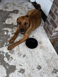 Found/Stray Male Dog last seen Wilshire, Oklahoma City, OK 73132
