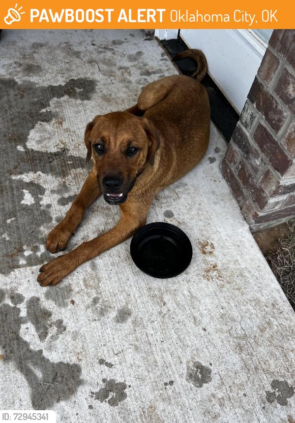 Found/Stray Male Dog last seen Wilshire, Oklahoma City, OK 73132