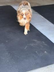 Reunited Unknown Dog last seen Near Madrid Circle, Talavera, Oklahoma City, OK 73170