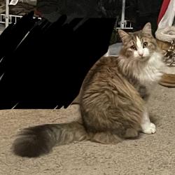 Reunited Male Cat last seen lakeview dr, shingle springs, CA, Shingle Springs, CA 95682