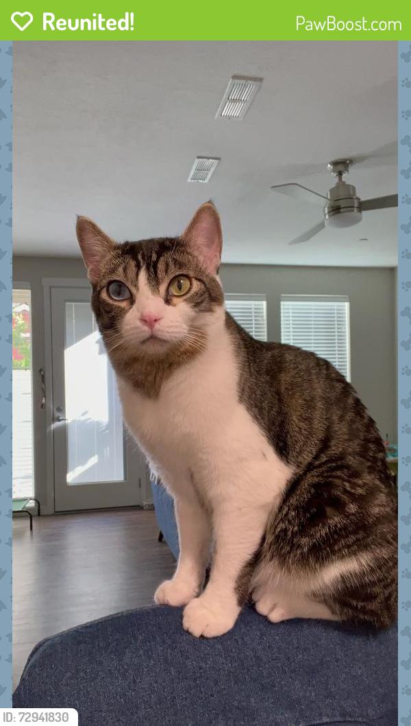 Reunited Male Cat last seen Meridian rd and Victory, Meridian, ID 83642