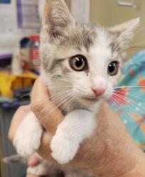 Shelter Stray Female Cat last seen Centralia Rd Road, VA, Chesterfield, VA 23832