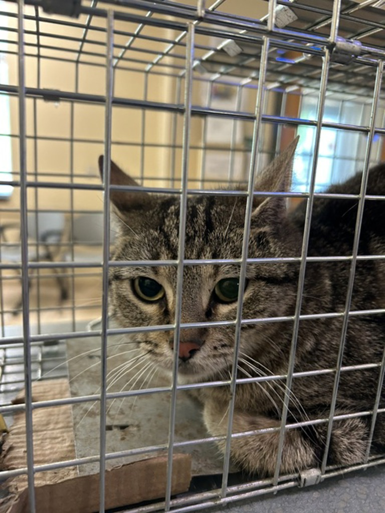Shelter Stray Female Cat last seen Foxwood Ct, VIRGINIA BEACH, VA, 23462, Virginia Beach, VA 23451