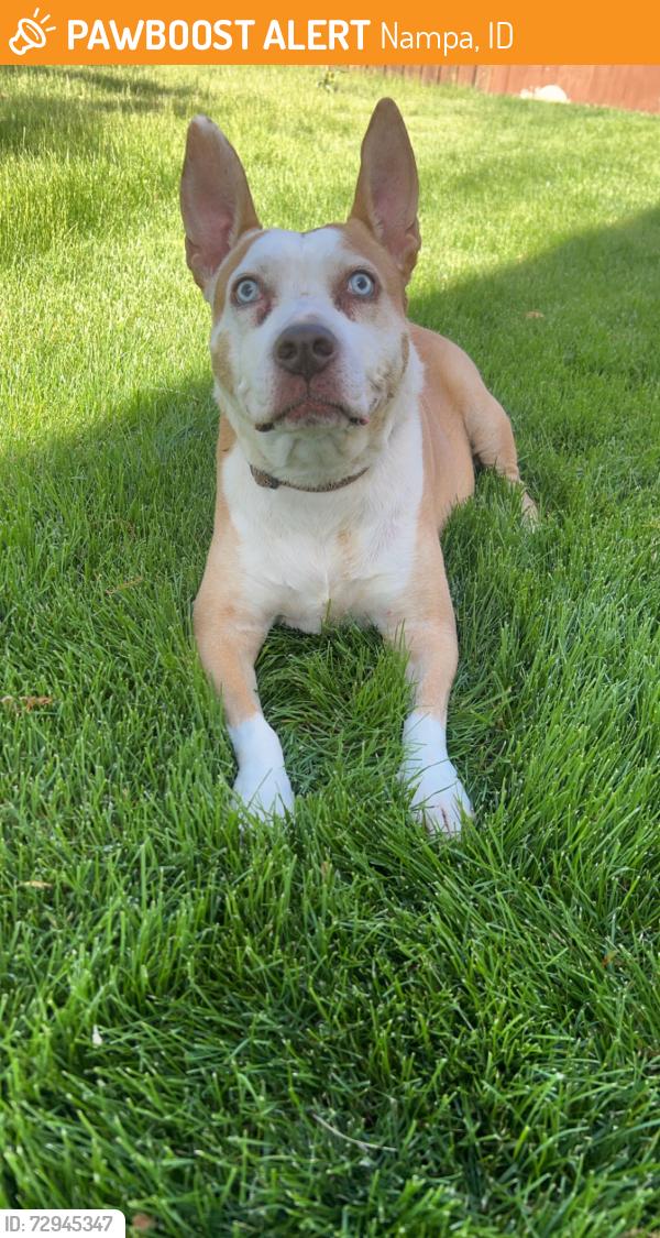 Found/Stray Unknown Dog last seen E Dannsmore Dr and N Tullamore Dr, Nampa, ID 83687