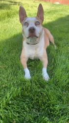 Found/Stray Unknown Dog last seen E Dannsmore Dr and N Tullamore Dr, Nampa, ID 83687