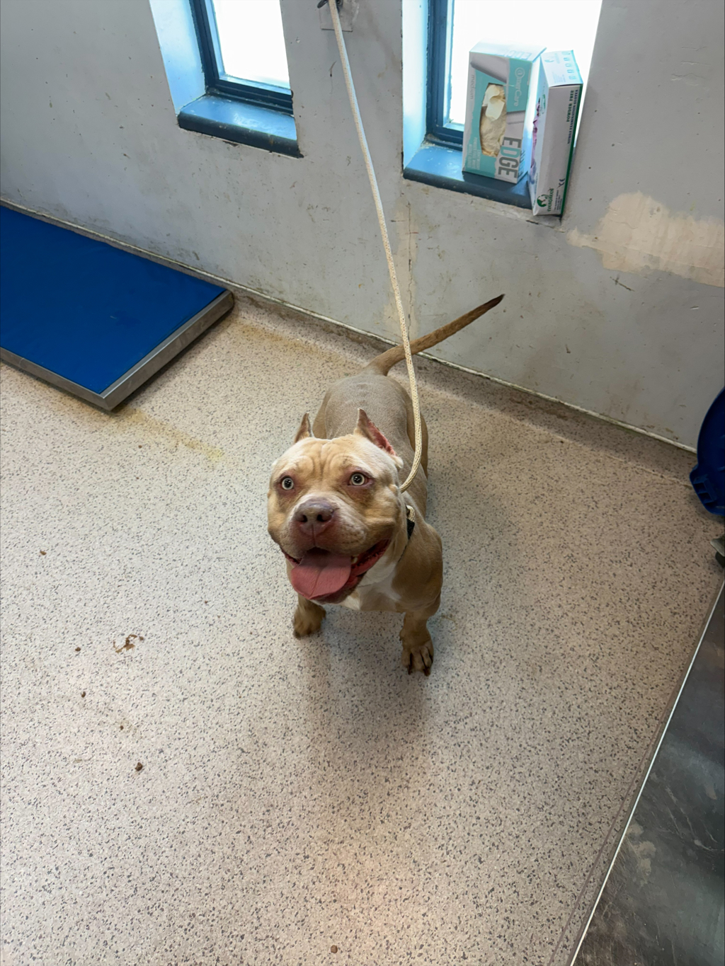 Shelter Stray Female Dog last seen Apt 3A,10 Richman Plaza, BRONX, NY, 10453, New York, NY 10029
