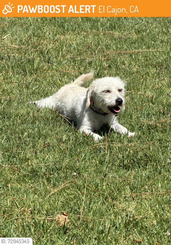 Found/Stray Unknown Dog last seen Winter gardens blvd. Royal gardens ln, El Cajon, CA 92021