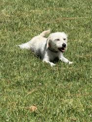 Found/Stray Unknown Dog last seen Winter gardens blvd. Royal gardens ln, El Cajon, CA 92021