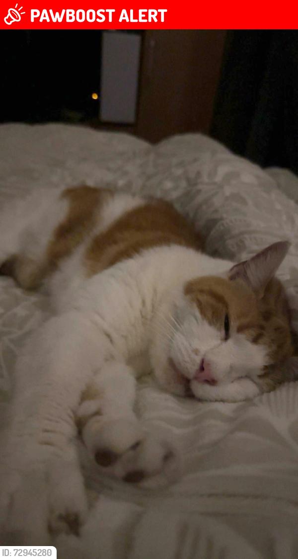 Lost Male Cat last seen Near Cambridge Rd in Seven Kings, London, England IG3 8LU