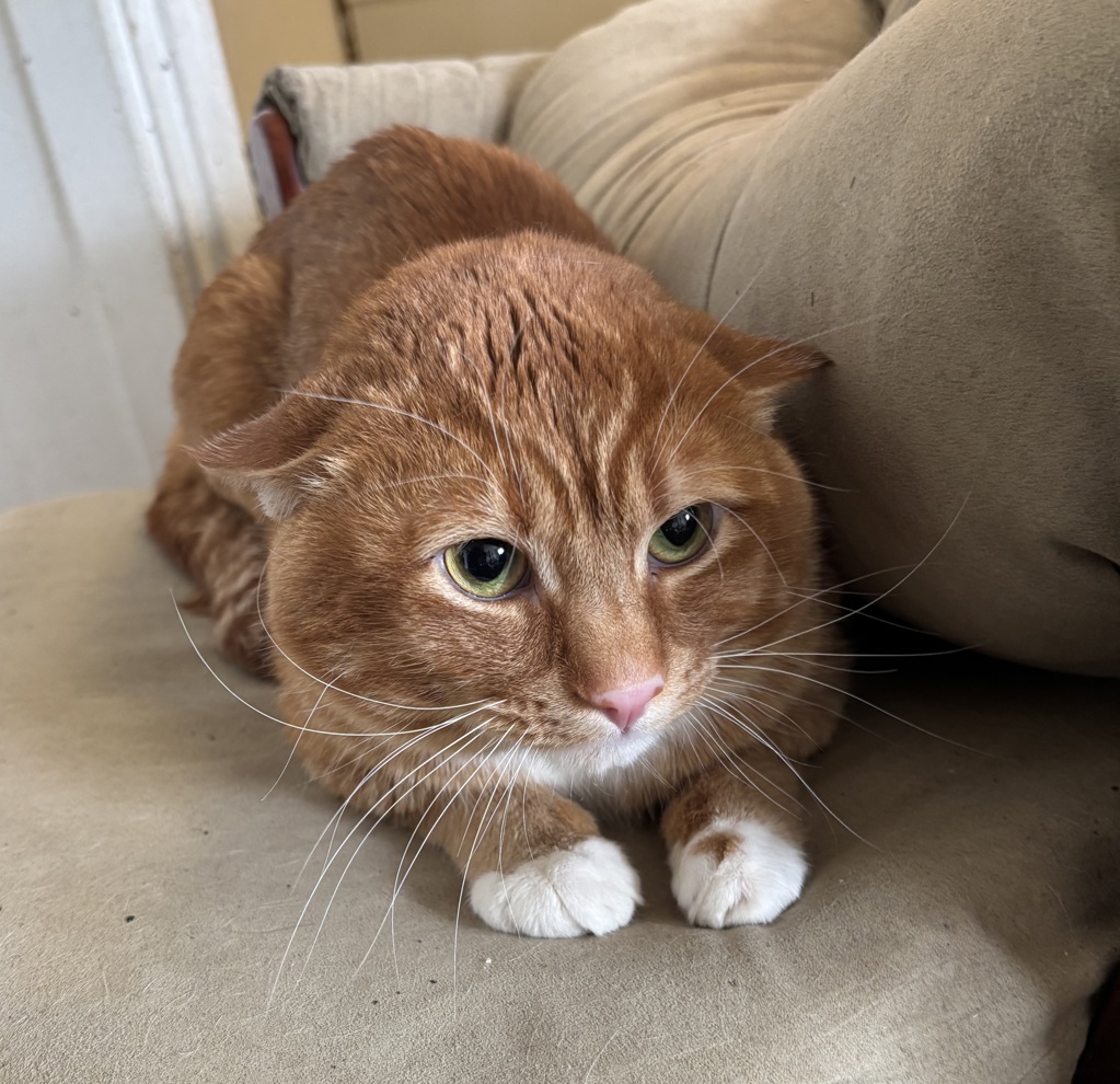 Shelter Stray Unknown Cat last seen SW 17th & Morrison, OR, Troutdale, OR 97060
