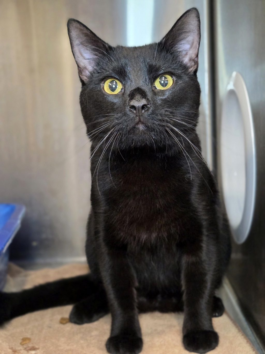 Shelter Stray Male Cat last seen Quarterfield Road, SEVERN, MD, 21144, Millersville, MD 21054
