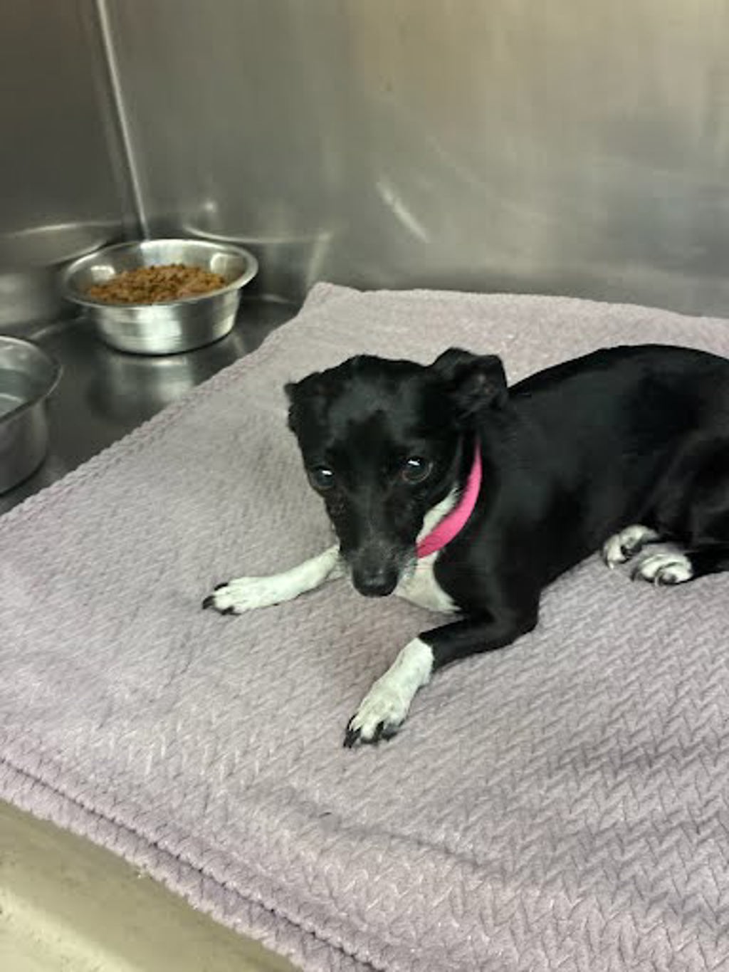 Shelter Stray Female Dog last seen Near Farm To Market 969, AUSTIN, TX, 78724, Austin, TX 78702