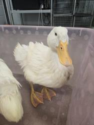 Shelter Stray Male Bird last seen Elvaton Condominium neighborhood, MILLERSVILLE, MD, 21108, Millersville, MD 21054