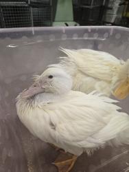 Shelter Stray Male Bird last seen Elvaton Condominium neighborhood, MILLERSVILLE, MD, 21108, Millersville, MD 21054
