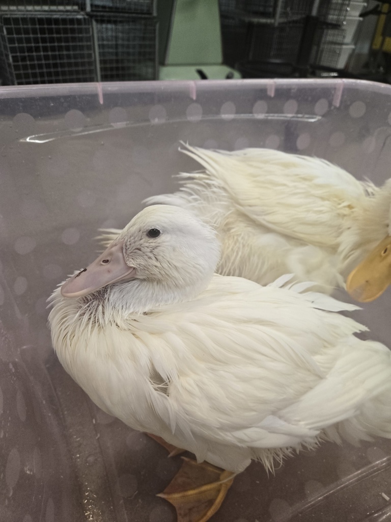 Shelter Stray Male Bird last seen Elvaton Condominium neighborhood, MILLERSVILLE, MD, 21108, Millersville, MD 21054