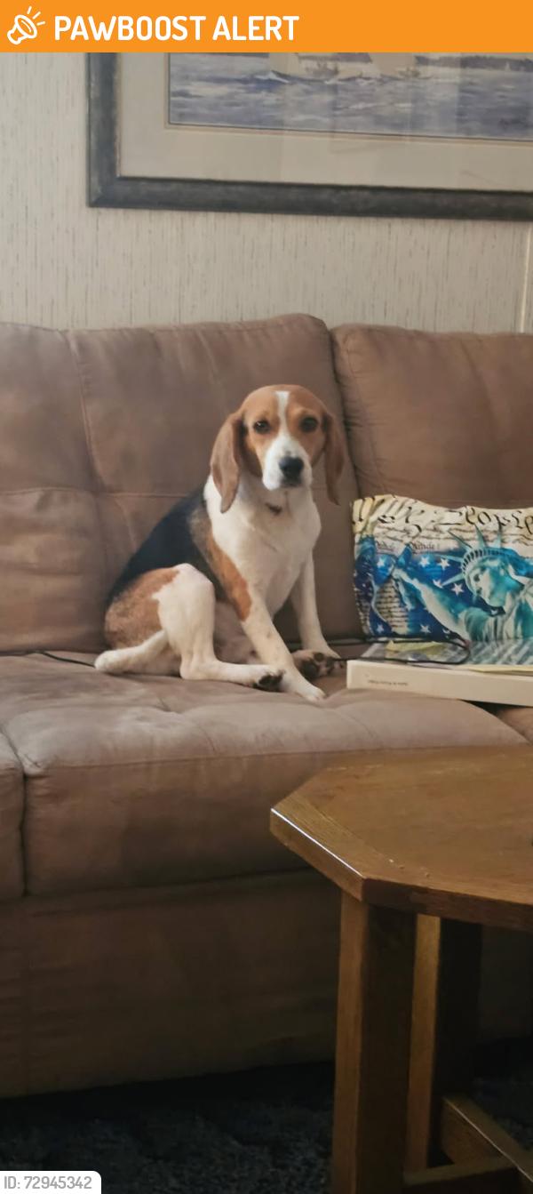 Found/Stray Male Dog last seen Close to the Fresh Face business on River Road, Northampton County, NC 27842