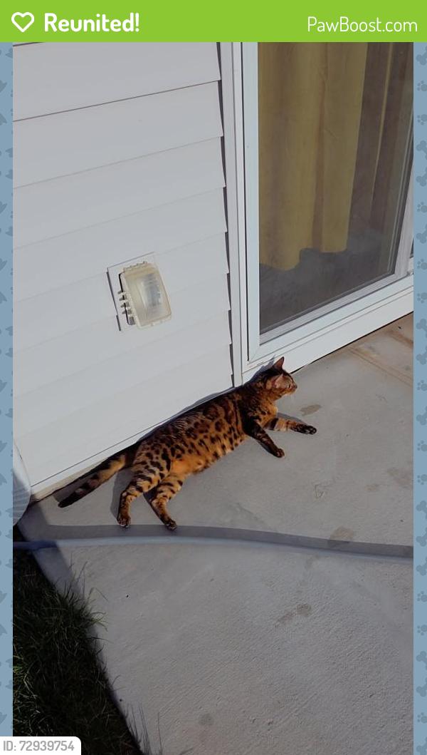 Reunited Female Cat last seen Karcher and Lake st, Caldwell, ID 83605
