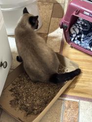 Found/Stray Unknown Cat last seen Packerland Drive, Green Bay, WI 54301