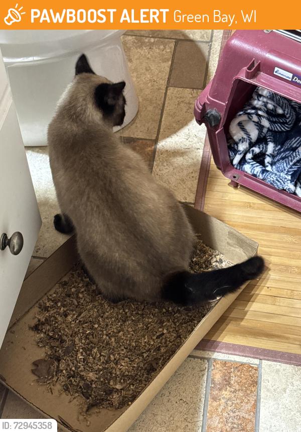 Found/Stray Unknown Cat last seen Packerland Drive, Green Bay, WI 54301