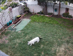 Found/Stray Unknown Cat last seen Between Banna and Glendora , Covina, CA 91724