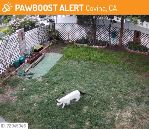 Found/Stray Unknown Cat last seen Between Banna and Glendora , Covina, CA 91724