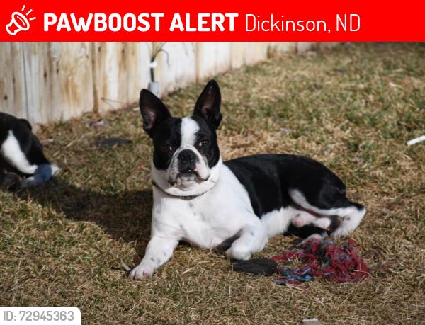 Lost Male Dog last seen By the old hosp , Dickinson, ND 58601