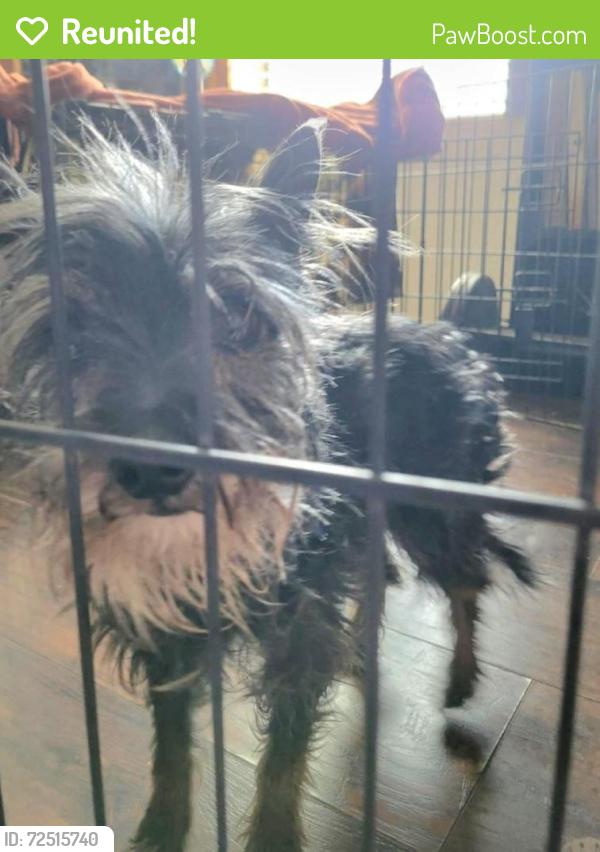 Reunited Female Dog last seen Crown Valley and Banson,  Acton, Acton, CA 93510