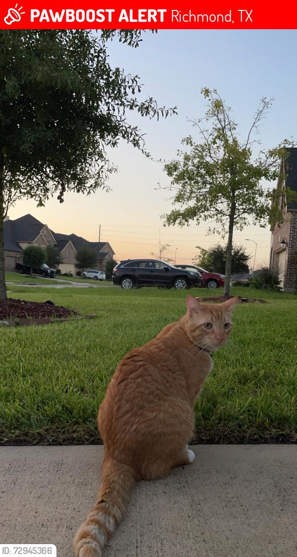 Lost Male Cat last seen Sonterra lane, Richmond, TX 77407