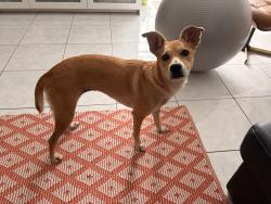 Found/Stray Female Dog last seen 2496sw 17th Ave , Miami, FL 33145