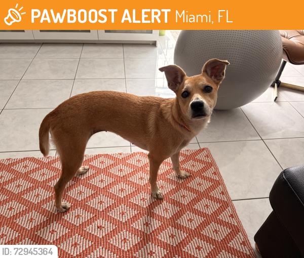 Found/Stray Female Dog last seen 2496sw 17th Ave , Miami, FL 33145