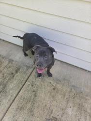 Reunited Male Dog last seen GLADE Rd, Acworth, GA 30102