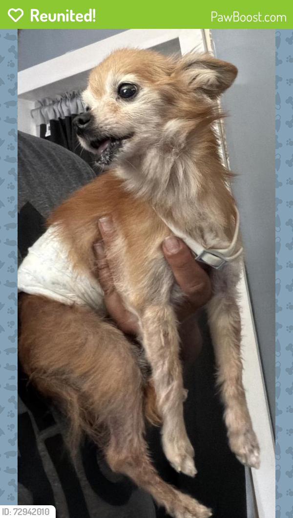 Reunited Male Dog last seen SE 146th Pl, Florida 34491, USA, Marion County, FL 34491